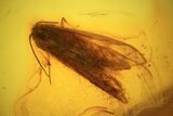 Fossil Caddisfly (Trichopterae) In Baltic Amber #73370-1